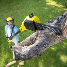 Reliable Lanett, AL Tree Removal Solutions