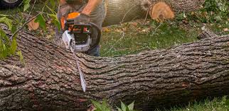 Best Root Management and Removal  in Lanett, AL