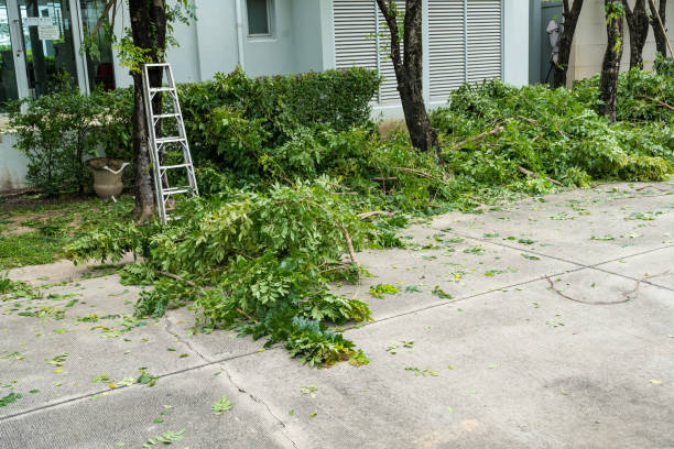 Best Tree Removal  in Lanett, AL