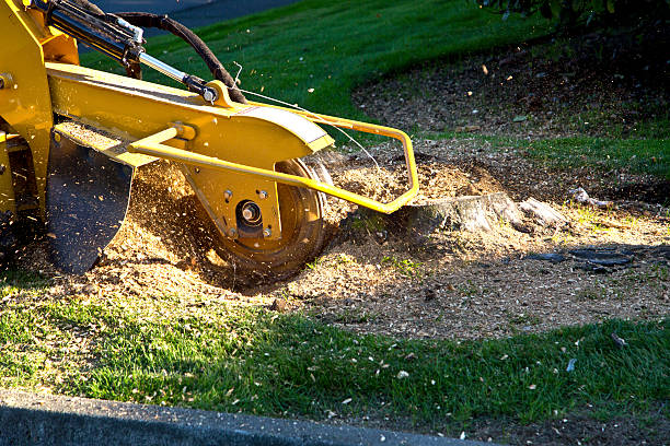 Best Lawn Renovation and Restoration  in Lanett, AL
