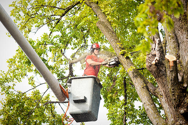Best Seasonal Cleanup (Spring/Fall)  in Lanett, AL