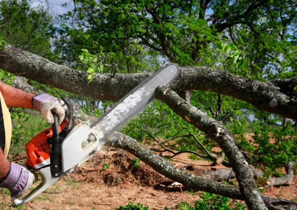 Best Lawn Grading and Leveling  in Lanett, AL